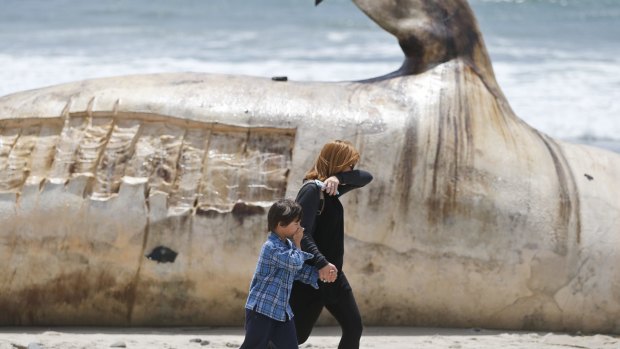 A woman and a young boy cover their noses as they walk past the massive whale carcass.