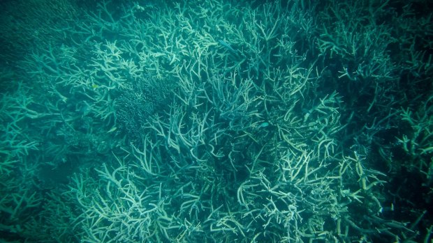 Researchers hope coral species in the Great Barrier Reef are able to switch between algae to ease impacts of bleaching events.