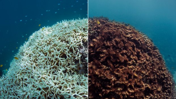 Image of coral taken in  March 2016, left,  at Lizard Island, how it was transformed after death, two months later.