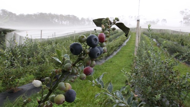 Workers recruited from Vanuatu were over-worked and underpaid on a NSW blueberry farm.