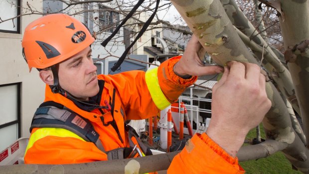 Arborist James Roberts attaches native mistletoe seeds to trees in West Melbourne. 