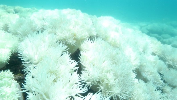 Another mass bleaching has affected vast areas of the Great Barrier Reef.