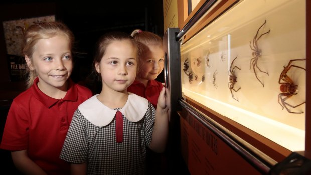 Year 3 students Charlee Parker, left, Ariel Thatcher and Reeana Argus-Casey are wary of the spider specimens.
