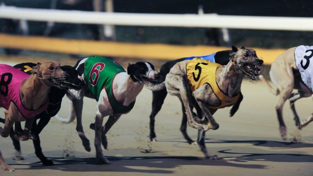 Premier Baird was forced to back down on his greyhound ban.
