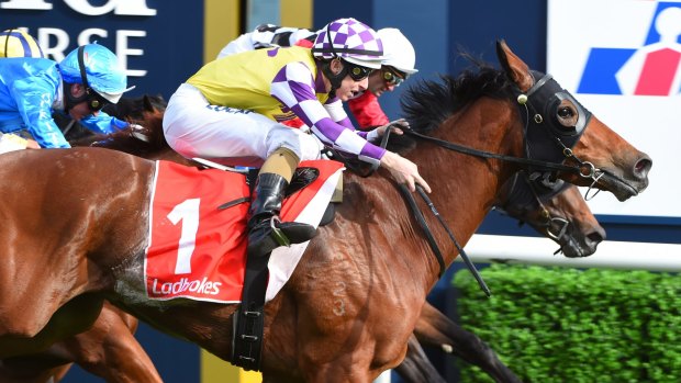 Ideal type: Victoria Derby favourite Sacred Elixir has a future in Hong Kong.
