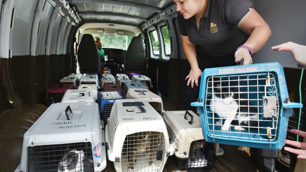Lauren Jackowiec, the adoptions manager for the Jacksonville, Florida, Humane Society, loads crates of cats into the Humane Society's van for an evacuation trip.