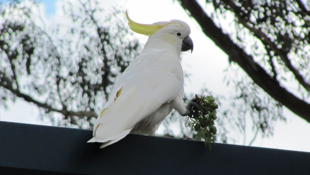Right, then: An exceptional Sulphur-crested Cockatoo.