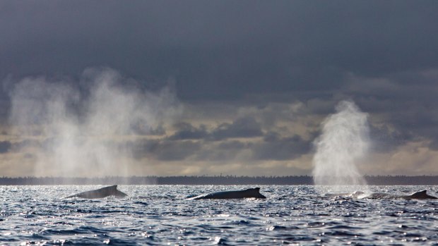 A competitive group or heat run of humpback whales in the Haapai group of Tonga.