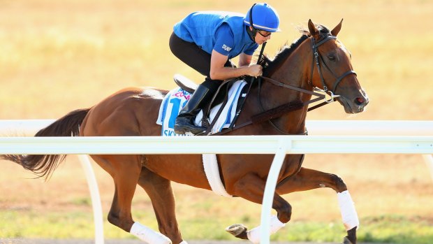 The Saeed bin Suroor trained Sky Hunter works during a trackwork session for international horses competing in the Melbourne Cup.