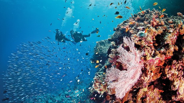 The tourist brochure version: scuba diving on the Great Barrier Reef 