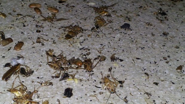 This might be a bit too dirty: Live and dead cockroaches on the floor of an eatery. 