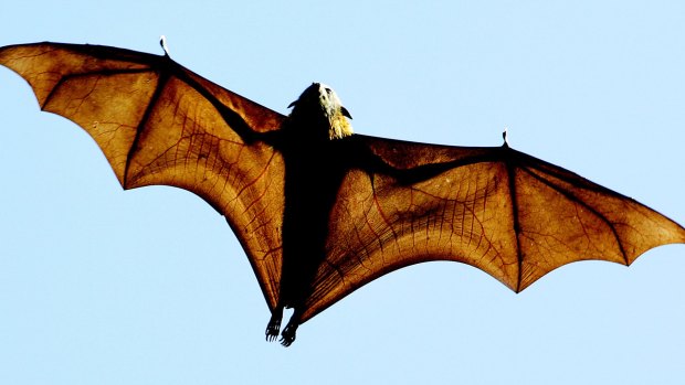 The grey-headed flying fox, a native Australian bat, has become an election issue.