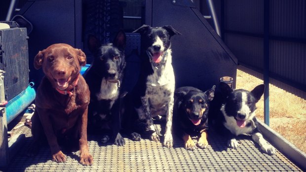 Walgett farmer Sam Evans is selling his working dogs because of the drought, including Red (left), Ginny, Flash, Tina and Gary.