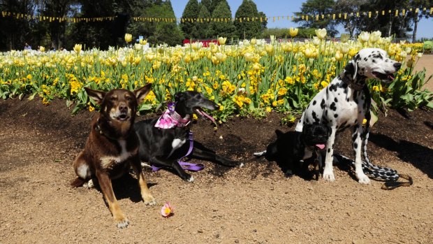 From left, Darcy the Kelpie, Ella the Greyhound, Tuffie McPuggles and Dollie the Dalmatian at the Dogs Day Out at Floriade.