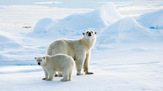 At risk: shrinking Arctic ice is bad news for polar bears - and the planet.