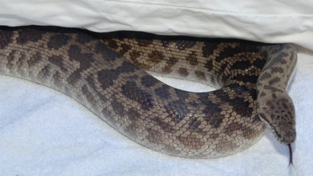 The Trinity Beach resident was bitten by a spotted python.