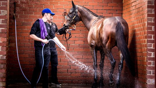 Winx prepares for the Cox Plate.