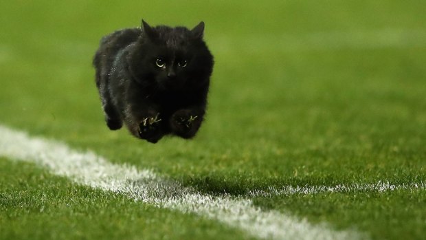 Black beauty: The cat entered the field of play during the round 18 NRL match between the Penrith Panthers and the Cronulla Sharks at Pepper Stadium.