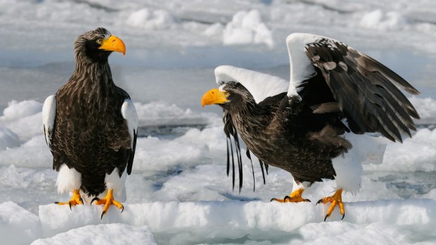 Steller's sea eagles on the drifting ice at Nemuro Strait near Rausu on Hokkaido, Japan.