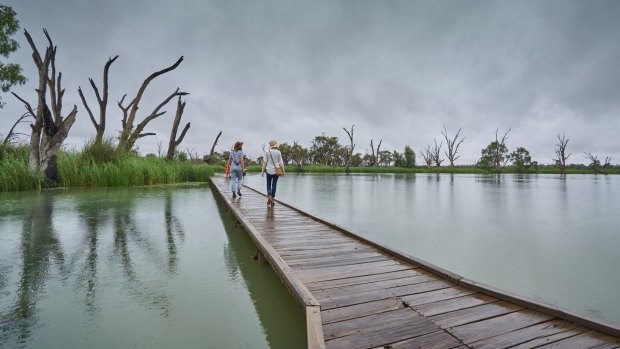 The boardwalk is the most popular of Banrock Station's walks, providing a glimpse into the wetland's vitality.