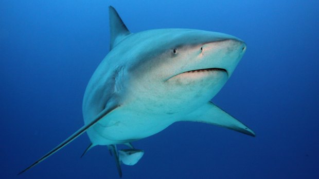 Bull sharks are thought to be hungrier when the water temperature rises.