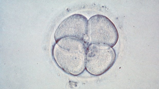 A four-cell embryo which would typically be transferred to a woman's uterus two days after fertilisation.