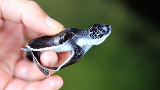 A baby green turtle at a turtle hatchery.