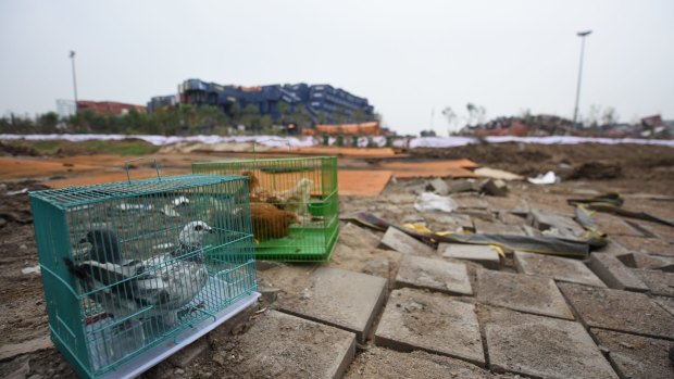 Animals in cages are put at the blast scene to detect danger near the Tianjin explosion site.
