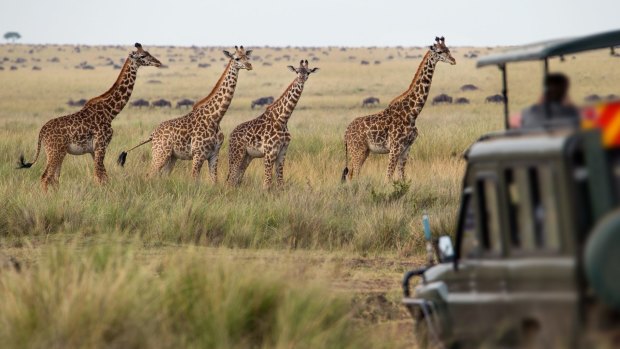 A herd of Giraffes herd in the savannah of Africa.