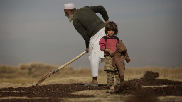 A girl stands as a farmer rakes drying raisins in a field near the Deh Sabz district of Kabul Province, Afghanistan last month.