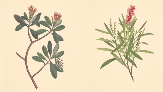 Melaleuca viminalis, weeping bottlebrush, Myrtaceae from Joseph Banks' Florilegium.