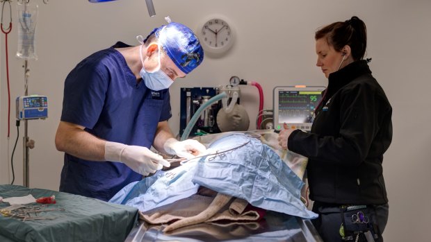 Dr Paul May and a colleague performing surgery on a patient.