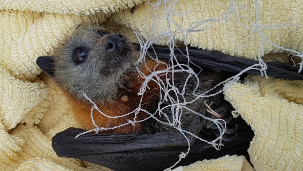 A rescued juvenile grey-headed flying fox that had been tangled in backyard fruit netting.