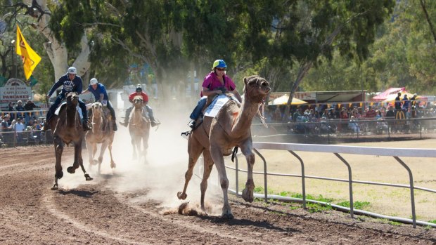 Riders leave a trail of dust in the Uluru Camel Cup.