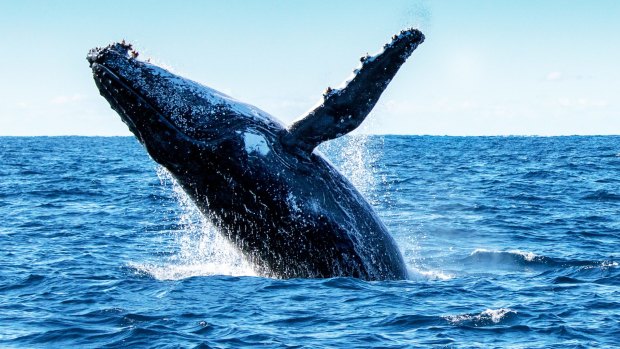 Whale watching is a pursuit that's netting Australia big bucks.