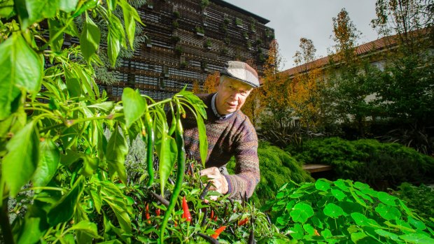 Volunteer gardener Alan Robertson tends to the chillies.