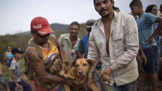 People carry an injured dog they rescued in the small town of Bento Rodrigues, which flooded after a dam burst in Minas Gerais state, Brazil.