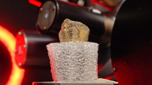 This undated photo provided by the University of Texas at Austin shows the distal radius - a wrist bone - of Lucy, a fossil specimen of an early human ancestor, Australopithecus afarensis, undergoing computed tomographic scanning at the university in Austin, Texas.