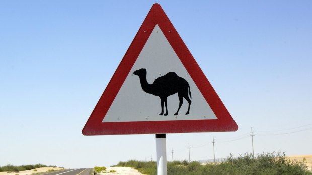 Camels roam freely in the deserts surrounding Abu Dhabi.