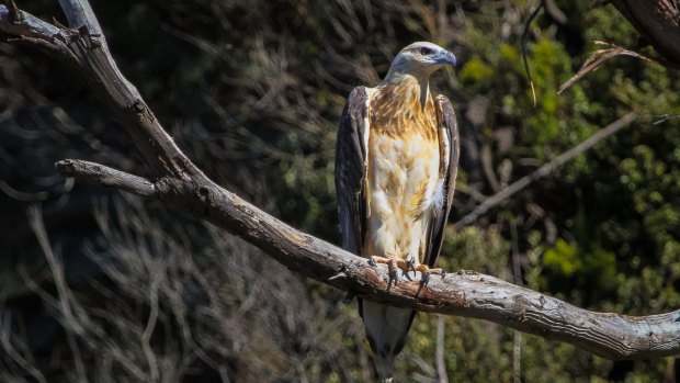 A white-bellied sea eagle is among the wildlife you may encounter at Freycinet National Park.