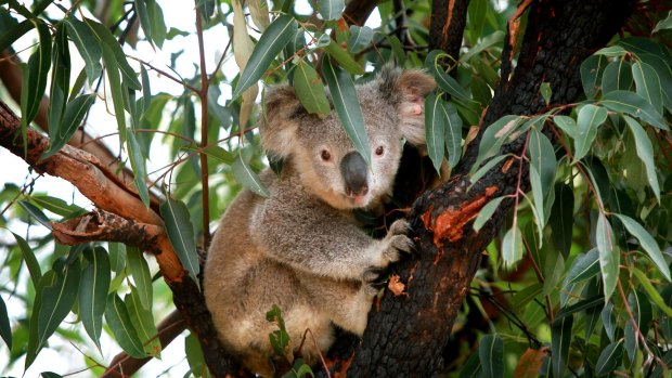 A prime koala habitat near Port Stephens is up for grabs as the NSW government sheds 'surplus' lands.