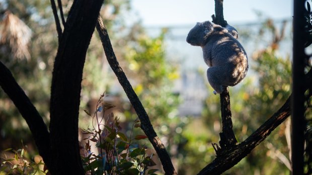 A koala takes in the five-star views at the Wildlife Retreat at Taronga  Zoo.