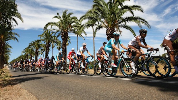 Palms line the route of Stage 1, the Nuriootpa to Angaston leg.