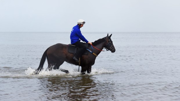 Life's a beach: Winx wades through the shallows at the beach on Sunday morning after winning her 16th consecutive race in the George Ryder Stakes.