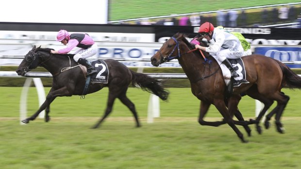 Have race, will travel: Trainer Mike Moroney will continue Surpass' adventures with a run at Hawkesbury on Saturday.