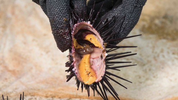 Sea urchin roe tastes like a nuttier version of the rock oyster.
