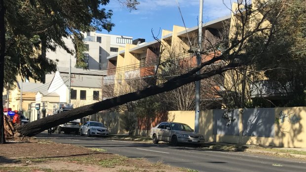 A fallen tree caused mayhem on the corner of Brunswick Road and Lygon Street