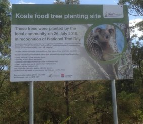 Unexpected: Koala food tree planting site At Airds.