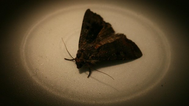Fare thee well: Fewer bogong moths may be flying through your living room this spring.