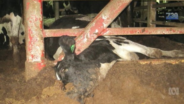 "I expect to see animals drenched in faecal matter," Dr Lynn Simpson told the ABC.